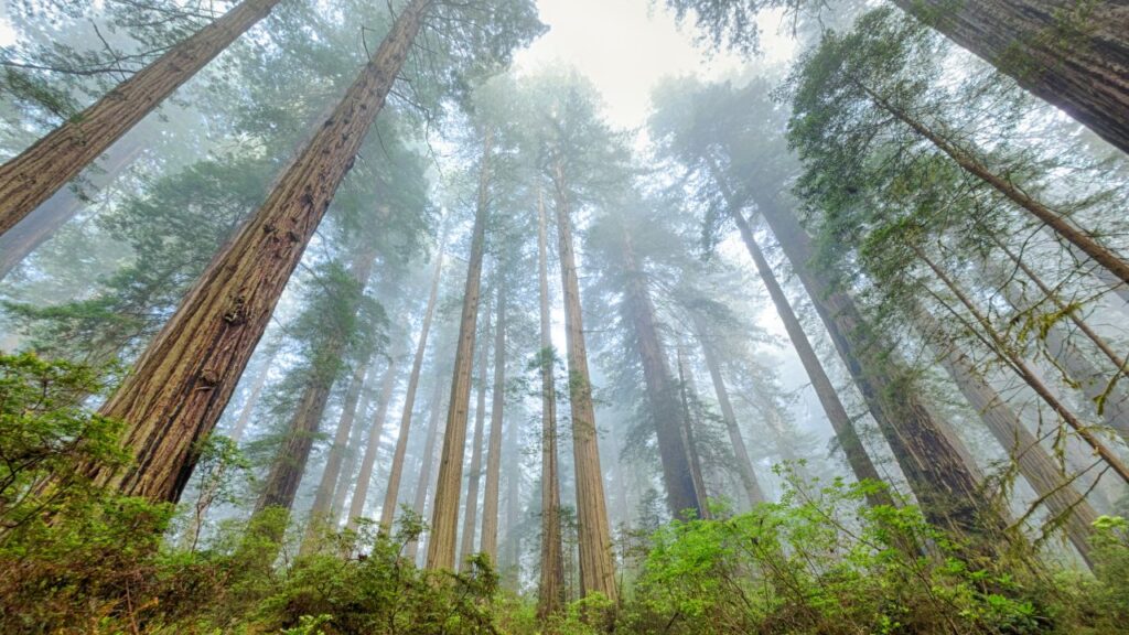 Futuro Sostenible: Cómo la IA Está Cambiando Nuestra Relación con el Medio Ambiente 3 medioambiente