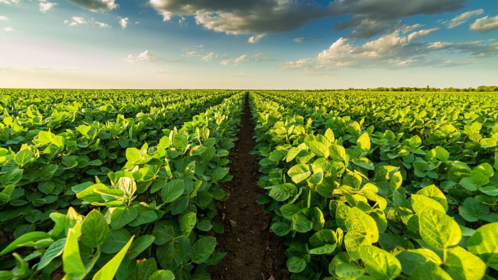 Futuro Sostenible: Cómo la IA Está Cambiando Nuestra Relación con el Medio Ambiente 6 plantaciones